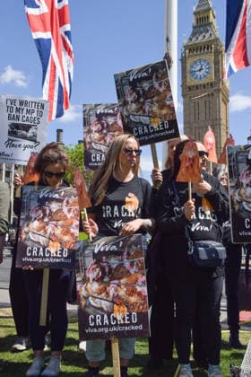 May 12, 2026, London, England, United Kingdom: Activists from the vegan and animal rights campaign group Viva hold placards in Parliament Square during a protest calling on the government to ban cages for hens. Over seven million hens spend their lives in cramped cages on factory farms. London United Kingdom - ZUMAv130 20260512_zip_v130_014 Copyright: xVukxValcicx