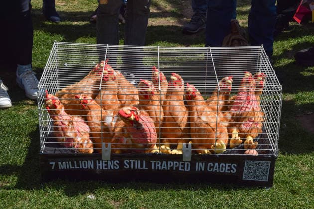 May 12, 2026, London, England, United Kingdom: Activists from the vegan and animal rights campaign group Viva display a cage with plush toy chickens in Parliament Square during a protest calling on the government to ban cages for hens. Over seven million hens spend their lives in cramped cages on factory farms. London United Kingdom - ZUMAv130 20260512_zip_v130_018 Copyright: xVukxValcicx