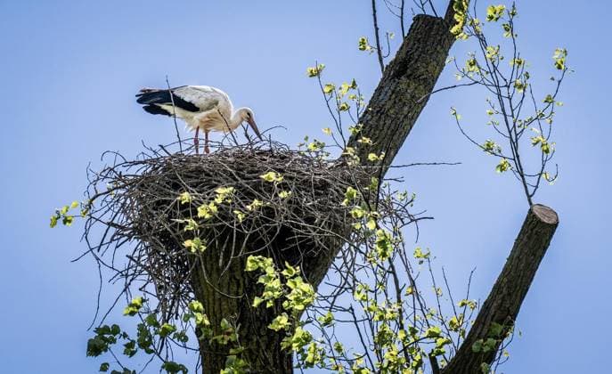 Störche in Mülheim an der Ruhr ** NUR FÜR REDAKTIONELLE ZWECKE ** EDITORIAL USE ONLY **<p>Eine Störchin steht am Dienstag, 12.05.2026, in ihrem Nest, das auf einer gestutzten Pappel an der Mintarder Straße in Mülheim an der Ruhr angelegt ist. Vermutlich brütet sie bereits ihre abgelegten Eier. Deutschland NRW Mülheim an der Ruhr Copyright: MartinxMöller