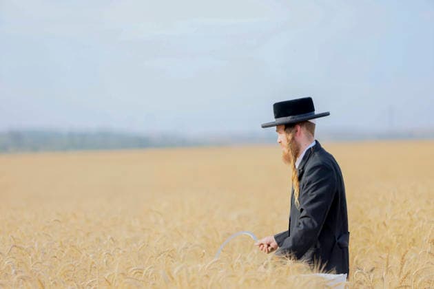 Haredi Men Harvest Wheat West Bank A Haredi Jewish man uses a sickle to harvest wheat by hand in a field in Mevo Horon, the occupied West Bank, on May 13, 2026. The wheat is harvested once fully dry and collected in bags for the production of Matzah Shmura for the following year™s Passover holiday. Mevo Horon West Bank Palestinian Territories Copyright: xSimonxBenix
