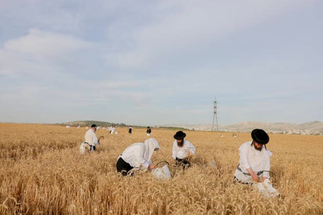 Haredi Men Harvest Wheat West Bank Haredi Jewish men use sickles to harvest wheat by hand in a field in Mevo Horon, the occupied West Bank, on May 13, 2026. The wheat is harvested once fully dry and collected in bags for the production of Matzah Shmura for the following year™s Passover holiday. Mevo Horon West Bank Palestinian Territories Copyright: xSimonxBenix