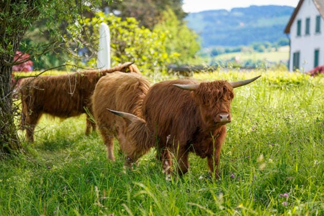 News Bilder des Tages Altenrhein, Kanton St. Gallen, Schweiz, Europa: Schottische Hochlandrinder auf einer grünen Wiese nahe Altenrhein am Bodensee. Highland Cattle zwischen Bäumen und Naturlandschaft, Landwirtschaft, Weidetiere, ländliche Idylle, Natur, Ostschweiz, Alpenregion, Tierhaltung, Sommer, Schweiz Tourismus, Wiese, Hörner, Outdoor, Dorfleben, ruhige Landschaft, Europa. Copyright: xJOERANxSTEINSIEKx