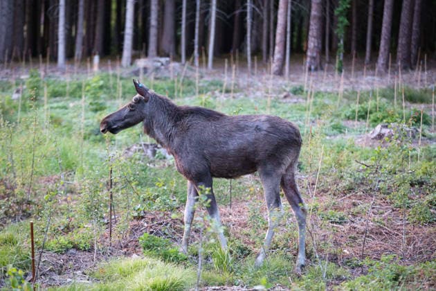 Gemeinde Aham, Deutschland 17. 05. 2026: Elch Emil nahe Loizenkirchen unterwegs Im Bild: Elch Emil nahe Loizenkirchen in der Gemeinde Aham im niederbayerischen Landkreis Landshut. Der ausgebüxte Elch hält sich seit mehreren Tagen in der Region auf und sorgt für Aufmerksamkeit bei Anwohnern, Behörden und Medien. Das Tier bewegt sich im ländlichen Raum Niederbayerns und gilt als außergewöhnliche Wildtiersichtung in Deutschland. Das Motiv eignet sich für Berichterstattung über Wildtiere, Natur, Umwelt, außergewöhnliche Tiersichtungen und regionale Ereignisse. Landkreis Landshut Bayern Copyright: xFotostandx xBreux