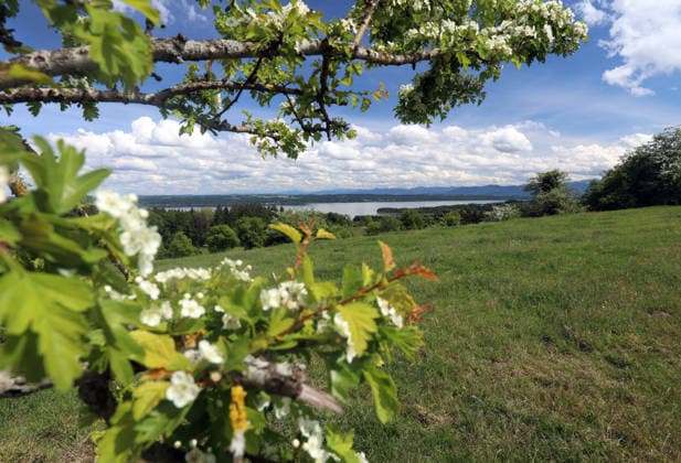 Ein Frühsommertag bei Tutzing (Landkreis Starnberg). Hier der Blick von der Ilkahöhe durch blühende Büsche auf den Starnberger See und die Alpenkette ,wandern, spazieren, Radfahren, Ausblick, Naherholung, Münchner Umland, Wetterbild, Ausflugswetter