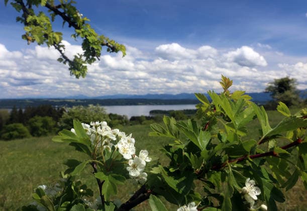 Ein Frühsommertag bei Tutzing (Landkreis Starnberg). Hier der Blick von der Ilkahöhe durch blühende Büsche auf den Starnberger See und die Alpenkette ,wandern, spazieren, Radfahren, Ausblick, Naherholung, Münchner Umland, Wetterbild, Ausflugswetter