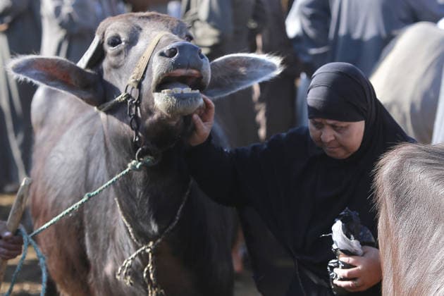 News Bilder des Tages Eid al-Adha preparations in Egypt GIZA, EYGPT - MAY 21: People flock to the livestock market to buy camels ahead of Eid al-Adha (Feast of Sacrifice) in Giza, Egypt on May 21, 2026.. Muslims around the world celebrate Eid-Al-Adha by slaughtering livestock including camels, sheep, goats, and cows to pay tribute to the Prophet Abraham s devotion to Allah. Fareed Kotb Anadolu Cairo Egypt. Editorial use only. Please get in touch for any other usage.  Copyright: x2026xAnadoluxFareedxKotbx