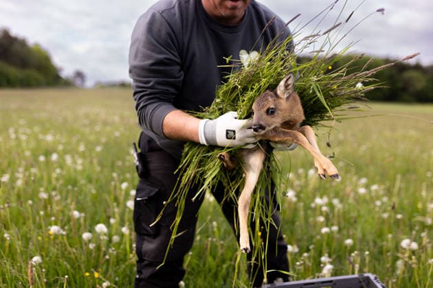 Entertainment Bilder des Tages Zollernalb, Kitzrettung mit dem Kitz-Retter Neckar-Alb e.V., 21.05.2026 Ein Helfer der Kitzretter hebt mit Gras zwischen den Haenden ein kleines Rehkitz aus einer Wiese die gemaeht werden soll in eine Sicherheitsbox