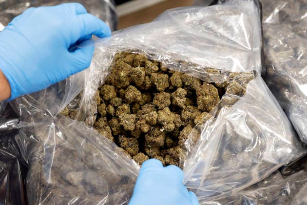 Zollbeamte zeigen sichergestellte Marihuana-Blüten bei der Jahrespressekonferenz des Hauptzollamt Köln. Zahlreiche Asservate aus den Bereichen Produktfälschung, Produktsicherheit und Artenschutz sowie kuriose Drogenverstecke werden vor Ort präsentiert. Köln, 22.05.2026 NRW Deutschland Copyright: xChristophxHardtx