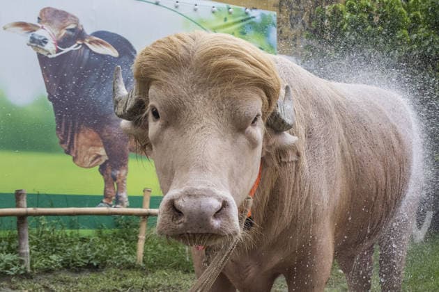 Crowds gather to see albino buffalo nicknamed ‘Donald Trump’ ahead of Eid al-Adha in Bangladesh NARAYANGANJ, BANGLADESH - MAY 23: An albino buffalo nicknamed Donald Trump is seen at a cattle farm ahead of Eid al-Adha in Narayanganj, Bangladesh, on May 23, 2026. The buffalo was given the nickname due to its unusual golden-colored hair and has gone viral on social media. Farm workers are providing constant care and special attention to the animal before it is sold for the Muslim festival sacrifice. Abdul Goni Anadolu Narayanganj Bangladesh. Editorial use only. Please get in touch for any other usage.  Copyright: x2026xAnadoluxAbdulxGonix