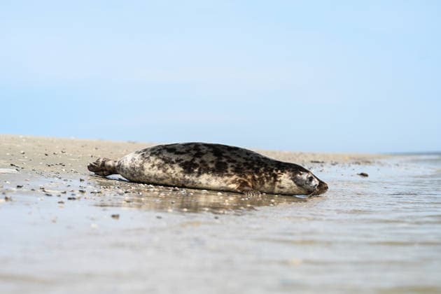 Auswildern von zwei Kegelrobben. Eine Kegelrobbe auf den weg ins Wasser der Nordsee. Norddeich Niedersachsen Deutschland