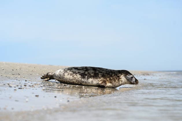 Auswildern von zwei Kegelrobben. Eine Kegelrobbe auf den weg ins Wasser der Nordsee. Norddeich Niedersachsen Deutschland