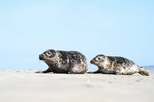 Auswildern von zwei Kegelrobben. Zwei Kegelrobben auf den weg ins Wasser der Nordsee. Norddeich Niedersachsen Deutschland