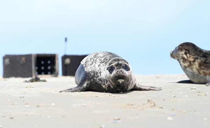 Auswildern von zwei Kegelrobben. Zwei Kegelrobben auf den weg ins Wasser der Nordsee. Norddeich Niedersachsen Deutschland