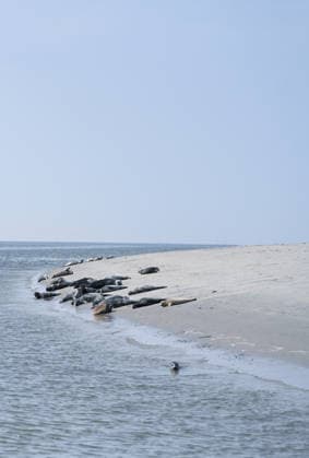 Seehunde in ihrem natürlichen Lebensraum. Zahlreiche Robben und Kegelrobben liegen auf einer Sandbank vor Juist in der Sonne. Norddeich Niedersachsen Deutschland