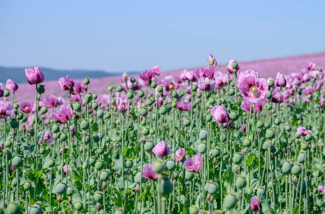 26.05.2026, Rheinland-Pfalz, Quirnheim. 26.05.2025, Rheinland-Pfalz, Kindenheim. Ein ungewöhnliches Meer aus lila Blüten zeigt sich am Dienstag am Ortsrand von Quirnheim. Dort wird Schlafmohn angebaut. Schlafmohnfelder sieht man eher selten in Deutschland. Der Anbau ist genehmigungspflichtig . Die Flächen müssen bei der Bundesopiumstelle beantragt werden. Ebenso muss der Ertrag gemeldet werden. Bei dem angebauten Schlafmohn handelt es sich jedoch um eine opiumarme Variante. Die Samen, die in der Regel Anfang August geerntet werden kennt man zum Beispiel von den Mohnbrötchen beim Bäcker. Die Pflanze selbst blüht nur wenige Tage. Bald ist die lila Pracht schon wieder vorbei.