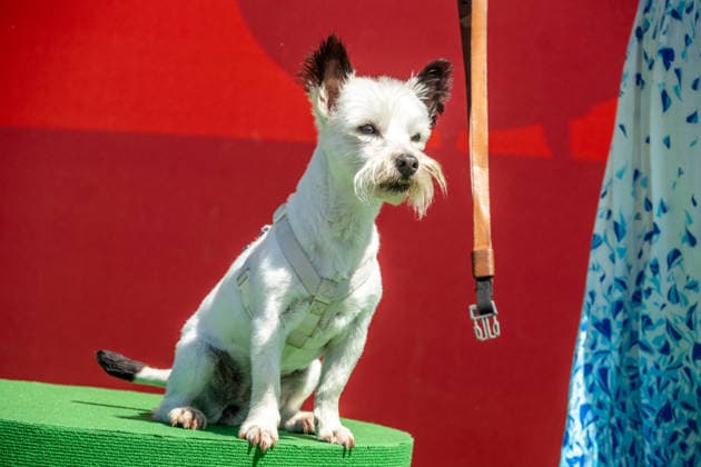 Eröffnung des neuen Themenbereichs Idefix Abenteuerland im Freizeitpark Belantis bei Leipzig. Der familienorientierte Erlebnisbereich rund um die bekannten Asterix-Figuren ist Teil der geplanten Weiterentwicklung des Parks zum zukünftigen Asterix-Park Deutschland. Eröffnung Idefix Abenteuerland