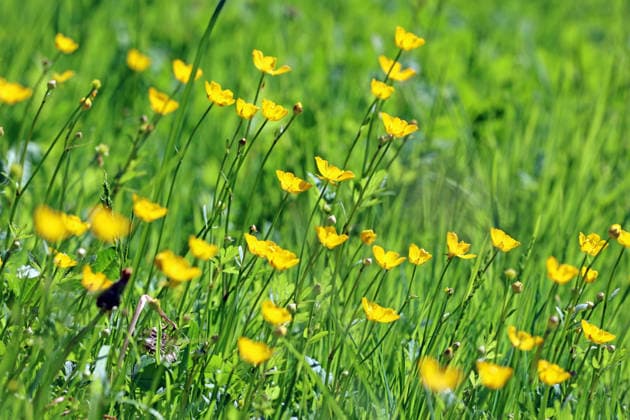 Wildkräuter in der Landschaft Die gelben Blüten vom kriechenden Hahnenfuß an einem sehr heißen Tag