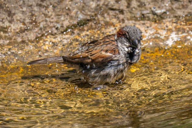 Ein badender Haussperling (Passer domesticus) in Berlin-Friedrichsfelde.