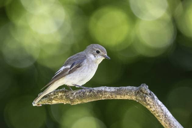Trauerschnäpper (Ficedula hypoleuca), Emsland, Niedersachsen, Deutschland Pied Flycatcher (Ficedula hypoleuca), Emsland, Lower Saxony, Germany Copyright: imageBROKER ErhardxNerger ibxenh17899080.jpg