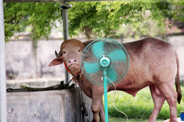 May 31, 2026, Dhakasegunbagicha, Dhaka, Bangladesh: 31 may 2026 DHAKA, BANGLADESH †A rare albino water buffalo nik named Donald Trump has become the center of intense care and massive public attention at the Bangladesh National Zoo in Mirpur, Dhaka, as a severe summer heatwave leaves the animal visibly exhausted...To provide relief from the sweltering temperatures, the zoo authorities have deployed extraordinary measures. Two large stand fans have been stationed directly next to his enclosure to keep the air moving, and handlers are bathing him with cold water every hour. Additionally, special configurations have been put in place to ensure a continuous flow of chilled air reaches the animal throughout the day...Since his arrival - ZUMAh197 20260531_zip_h197_010 Copyright: xAzmalxHoqxHelalx