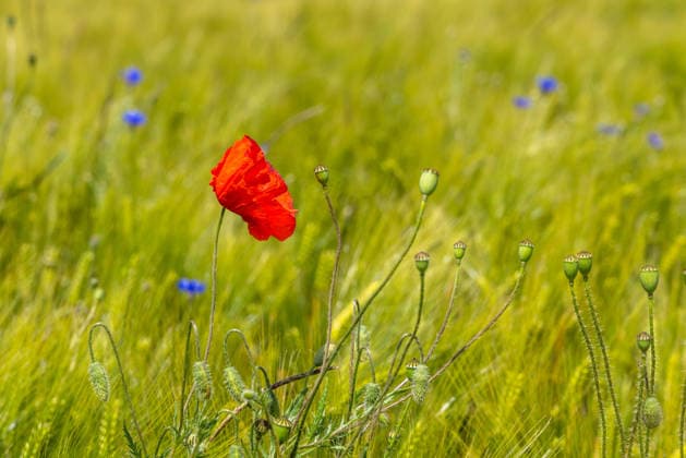 Freundliches Juniwetter Die Sonne scheint auf blühenden Mohn auf einem Feld., Wehrheim Hessen Deutschland