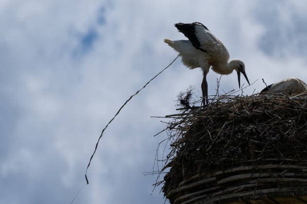 June 9, 2026, Frankfurt, Hesse, Germany: A family of storks is seen in their nest in Frankfurt am Main, Germany. Frankfurt Germany  - ZUMAb332 20260609_zip_b332_004 Copyright: xMatiasxBasualdox