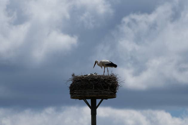 June 9, 2026, Frankfurt, Hesse, Germany: A family of storks is seen in their nest in Frankfurt am Main, Germany. Frankfurt Germany - ZUMAb332 20260609_zip_b332_003 Copyright: xMatiasxBasualdox