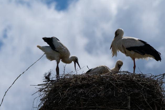 June 9, 2026, Frankfurt, Hesse, Germany: A family of storks is seen in their nest in Frankfurt am Main, Germany. Frankfurt Germany - ZUMAb332 20260609_zip_b332_005 Copyright: xMatiasxBasualdox