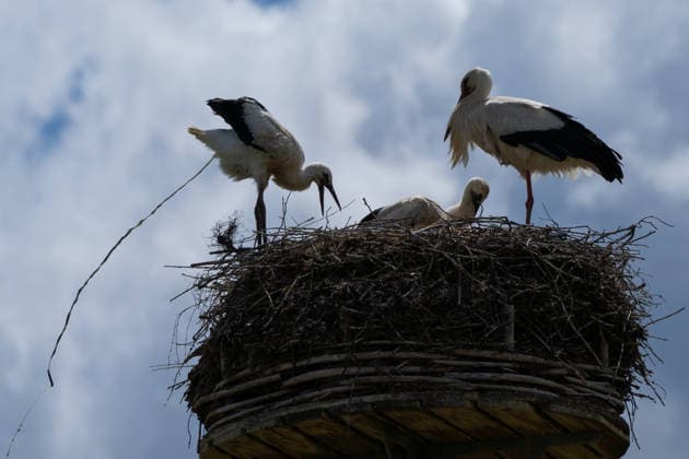 June 9, 2026, Frankfurt, Hesse, Germany: A family of storks is seen in their nest in Frankfurt am Main, Germany. Frankfurt Germany - ZUMAb332 20260609_zip_b332_006 Copyright: xMatiasxBasualdox