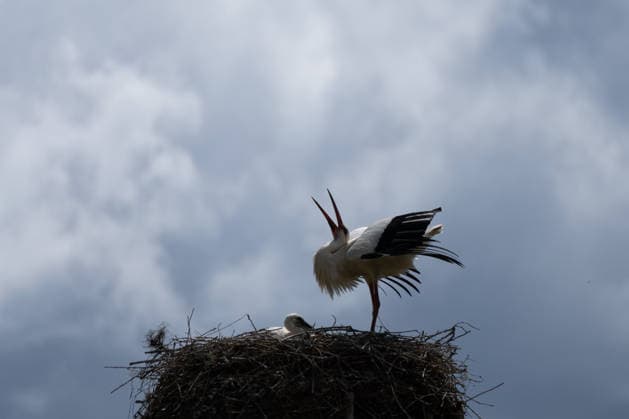 June 9, 2026, Frankfurt, Hesse, Germany: A family of storks is seen in their nest in Frankfurt am Main, Germany. Frankfurt Germany - ZUMAb332 20260609_zip_b332_014 Copyright: xMatiasxBasualdox