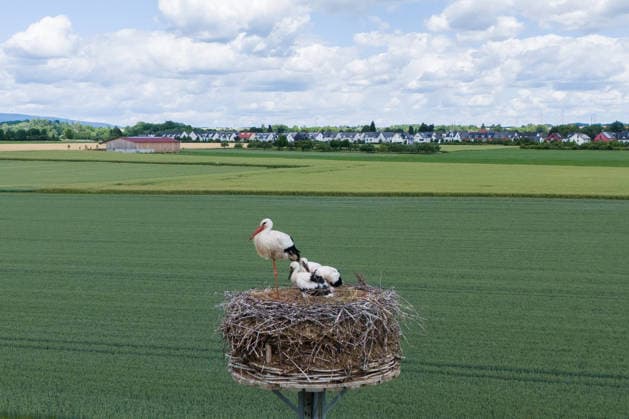 June 9, 2026, Frankfurt, Hesse, Germany: A family of storks is seen in their nest in Frankfurt am Main, Germany. Frankfurt Germany - ZUMAb332 20260609_zip_b332_020 Copyright: xMatiasxBasualdox