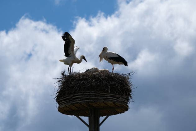 June 9, 2026, Frankfurt, Hesse, Germany: A family of storks is seen in their nest in Frankfurt am Main, Germany. Frankfurt Germany  - ZUMAb332 20260609_zip_b332_025 Copyright: xMatiasxBasualdox