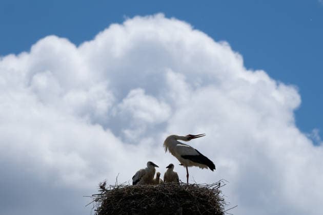 June 9, 2026, Frankfurt, Hesse, Germany: A family of storks is seen in their nest in Frankfurt am Main, Germany. Frankfurt Germany  - ZUMAb332 20260609_zip_b332_027 Copyright: xMatiasxBasualdox