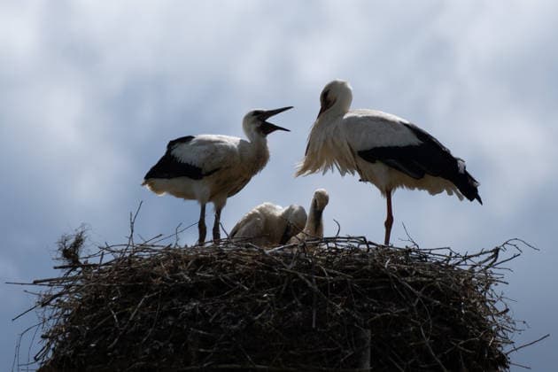 June 9, 2026, Frankfurt, Hesse, Germany: A family of storks is seen in their nest in Frankfurt am Main, Germany. Frankfurt Germany - ZUMAb332 20260609_zip_b332_026 Copyright: xMatiasxBasualdox