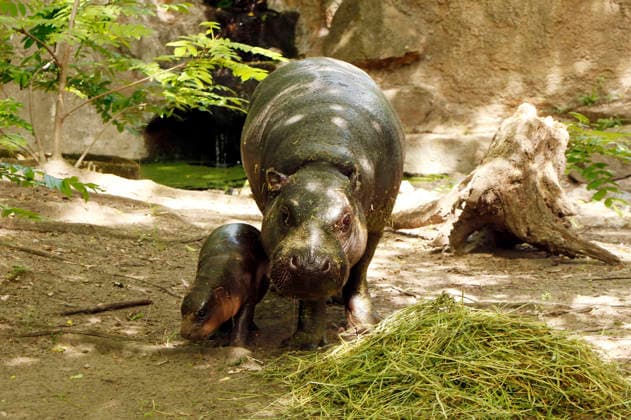 Entertainment Bilder des Tages Zwergflusspferde bei einem Fototermin anlässlich der Namensverkündung für das Zwergflusspferdjungtier Brötchen im Zoo Berlin. Berlin, 10.06.2026