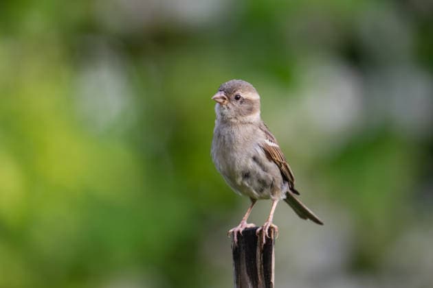 Haussperling-Weibchen sitzt auf Gartenstecker an Futterstelle, Garten, Wilnsdorf, Siegerland, Nordrhein-Westfalen, Deutschland, 12.6.2026 Copyright: xDirkxManderbachx