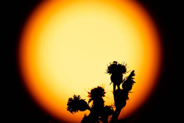 Sonnenaufgang Ein Insekt sitzt bei Sonnenaufgang auf der Blüte einer Pflanze. Frankfurt am Main Hessen Deutschland