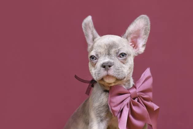 Junger Hundewelpe mit französischer Bulldogge von Lilac Brindle mit gesunder langer Nase und Band vor Studiohintergrund Young Lilac Brindle French Bulldog dog puppy with healthy long nose and ribbon in front of studio background Copyright: imageBROKER Firn ibxmob18095863.jpg