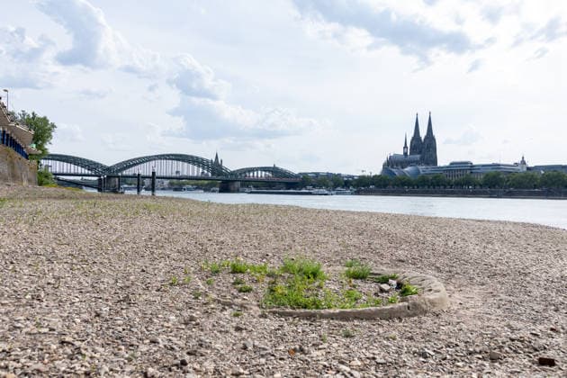 Niedrigwasser am Rhein in Köln - Begrünung des freiliegenden Flussbetts Freiliegendes Flussbett am Deutzer Rheinufer in Köln bei einem Pegelstand von 100 cm. Das Niedrigwasser hält so lange an, dass sich auf den freigelegten Kiesbänken bereits erste Pflanzen ansiedeln. Im Hintergrund die Hohenzollernbrücke und der Kölner Dom. Köln Nordrhein-Westfalen Deutschland Copyright: xMarcxJohnx