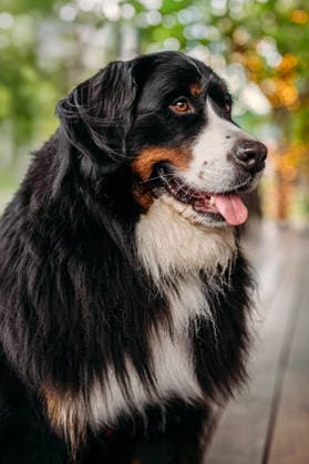 Happy Bernese Mountain Dog looking to the side Bar Harbor, Maine, United States CR_MJOR260715-2076996-01 ,model released, Symbolfoto ,property released