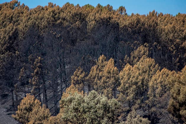The fire in Burgohondo, Ávila, is progressing as expected, and 50 firefighters from Catar have been deployed. Burned trees at the La Adrada Botanical Garden, as of August 1, 2026, in Ávila, Castile and León, Spain. The regional delegate of the Regional Government in Ávila, José Francisco Hernández Herrero, has stated that the Burgohondo wildfire is progressing as expected and has expressed confidence that it can be fully brought under control in the coming hours or days, although for the time being it remains at Level 2 on the Potential Severity Index (IGR) 2 AUGUST 2026 FIRE NATURAL DISASTER BURNT LANDSCAPE CHARRED SMOKE GARDEN TIÉTAR VALLEY LA ADRADA CASAVIEJA PIEDRALAVES La Adrada, Ávila, Castile and León La Adrada, Ávila, Castile and L Copyright: xGabrixSolerax 7698509
