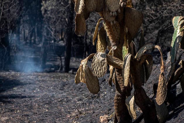 The fire in Burgohondo, Ávila, is progressing as expected, and 50 firefighters from Catar have been deployed. Burned plants at the La Adrada Botanical Garden, as of August 1, 2026, in Ávila, Castile and León, Spain. The regional delegate of the Regional Government in Ávila, José Francisco Hernández Herrero, has stated that the Burgohondo wildfire is progressing as expected and has expressed confidence that it can be brought under complete control in the coming hours or days, although for the time being it remains at Level 2 on the Potential Severity Index (IGR) 2 AUGUST 2026 FIRE NATURAL FIRE BURNT LANDSCAPE CHARRED SMOKE GARDEN TIÉTAR VALLEY LA ADRADA CASAVIEJA PIEDRALAVES La Adrada, Ávila, Castile and León La Adrada, Ávila, Castile and L Copyright: xGabrixSolerax 7698512