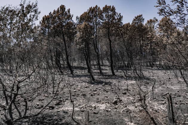 The Burgohondo, Ávila, wildfire is progressing as expected, and 50 firefighters from Catar Vista have been deployed one week after the fire broke out, on August 1, 2026, in La Adrada, Castile and León, Spain. The regional delegate of the Regional Government in Ávila, José Francisco Hernández Herrero, has stated that the Burgohondo wildfire is progressing as expected and has expressed confidence that it can be brought under complete control in the coming hours or days, although for the time being it remains at Level 2 on the Potential Severity Index (IGR) 2 AUGUST 2026 FIRE NATURAL DISASTER BURNT LANDSCAPE CHARRED SMOKE GARDEN TIÉTAR VALLEY LA ADRADA CASAVIEJA PIEDRALAVES SCULPTURE DONKEYS CAR César Vallejo Rodrí La Adrada, Ávila, Castile a Copyright: xCÃ sarxVallejoxRodriguezx 7698631