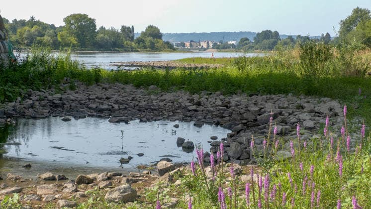 Die Pegel sinken weiter. Anhaltende Trockenheit verschärft das Niedrigwasser an den deutschen Flüssen weiter. Betroffen ist auch die Elbe bei Dresden. In Dresden zeigte die Pegelanzeige am Dienstagnachmittag nur noch 40 cm an. Die Dampfschifffahrt steht fast komplett still und sitzt auf dem Trockenen. Einheimische gehen mitten in der Elbe, auf kleinen Inseln, baden. Dort, wo eigentlich die Elbe entlang fließt, ist mittlerweile viel Wildwuchs entstanden. Und auch aus Tschechien kommt kaum Wasser nach. Die Situation wird mit Tag zu Tag immer dramatischer. Dresden Sachsen Deutschland