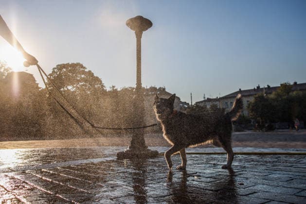 Another Heat Wave In Poland A dog cools down by a water sprinkler at the Podgorski Square in Krakow, Poland on August 4th, 2026. An intense heat wave is peaking in Poland with temperatures hitting up to 40Â°C and driving an extreme risk of wildfires across Europe. Krakow Poland  Copyright: xBeataxZawrzelx originalFilename: zawrzel-anotherh260804_npB44.jpg