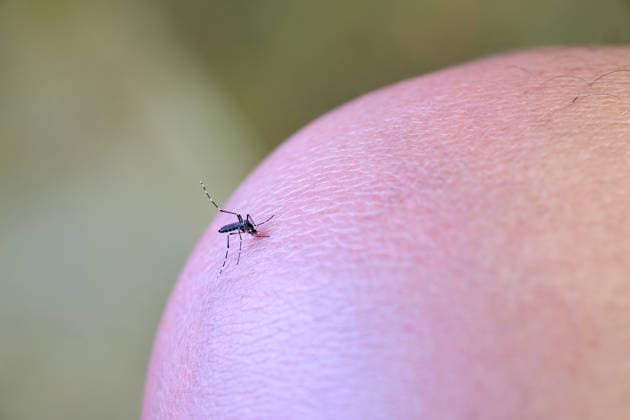 Close-up View of Mosquito Biting Human Skin Phiman, Satun, Thailand R_GXKV26080355-2094421-01 ,model released, Symbolfoto ,property released