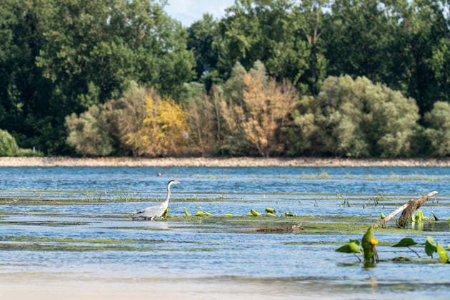 Niedrigwasser am Rhein bei Oestrich-Winkel Der Pegel des Rheins erreicht einen historischen Tiefstand. Nachdem der Pegel Kaub in den vergangenen 24 Stunden erneut um acht Zentimeter gefallen war, erreichte er am Mittwochnachmittag, 05.08.2026, erstmalig den Stand von 18 cm. Kurzzeitig wurden sogar 17 cm Pegelstand erreicht. Bereits seit Wochen ist die Schifffahrt durch den Wassermangel erheblich behindert. Der heutige Tiefstand dürfte die Situation noch verschärfen. Oestrich-Winkel Hessen Deutschland