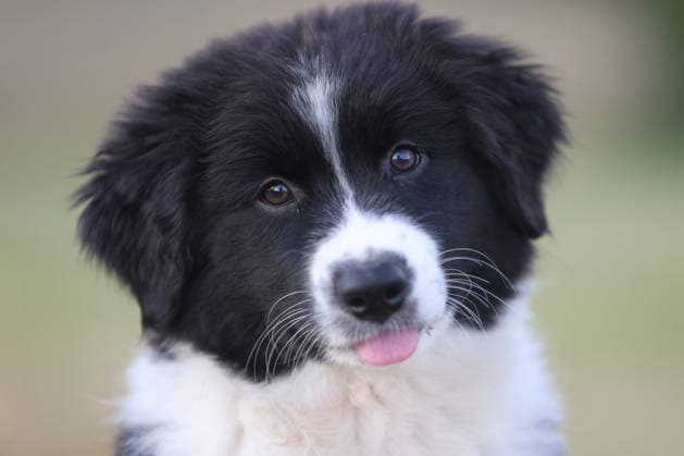 Ein elf Wochen alter Australian Shepherd Welpe (Huendin), (Hündin). Welpe im Siegerland am 05.08.2026 in Siegen Deutschland.