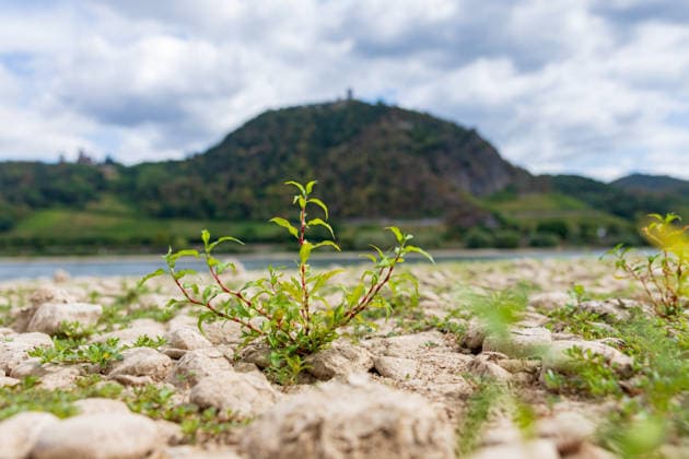 Historisches Niedrigwasser: Pegel Oberwinter fällt auf 1 cm Blick von Bonn-Mehlem auf den Drachenfels (Mitte) und Drachenburg (links) und der Große Oelberg (rechts) im Siebengebirge: Im Vordergrund liegt das weitgehend ausgetrocknete Flussbett des Rheins bei historischem Niedrigwasser der Pegel Oberwinter fällt auf nur noch 1 cm, der Pegel Bonn liegt bei 76 cm. Anhaltende Trockenheit lässt den Rhein weiter sinken, die Rheinschifffahrt ist stark eingeschränkt. Bonn Mehlem Nordrhein-Westfalen Deutschland Copyright: xMarcxJohnx