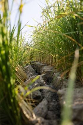 Aftermath of strong earthquake in Kumamoto Photo taken on Aug. 2, 2026, shows a fissure in a rice paddy in Hikawa in Kumamoto Prefecture, southwestern Japan, following a powerful earthquake in the region on July 28.  A14AA0005625267P